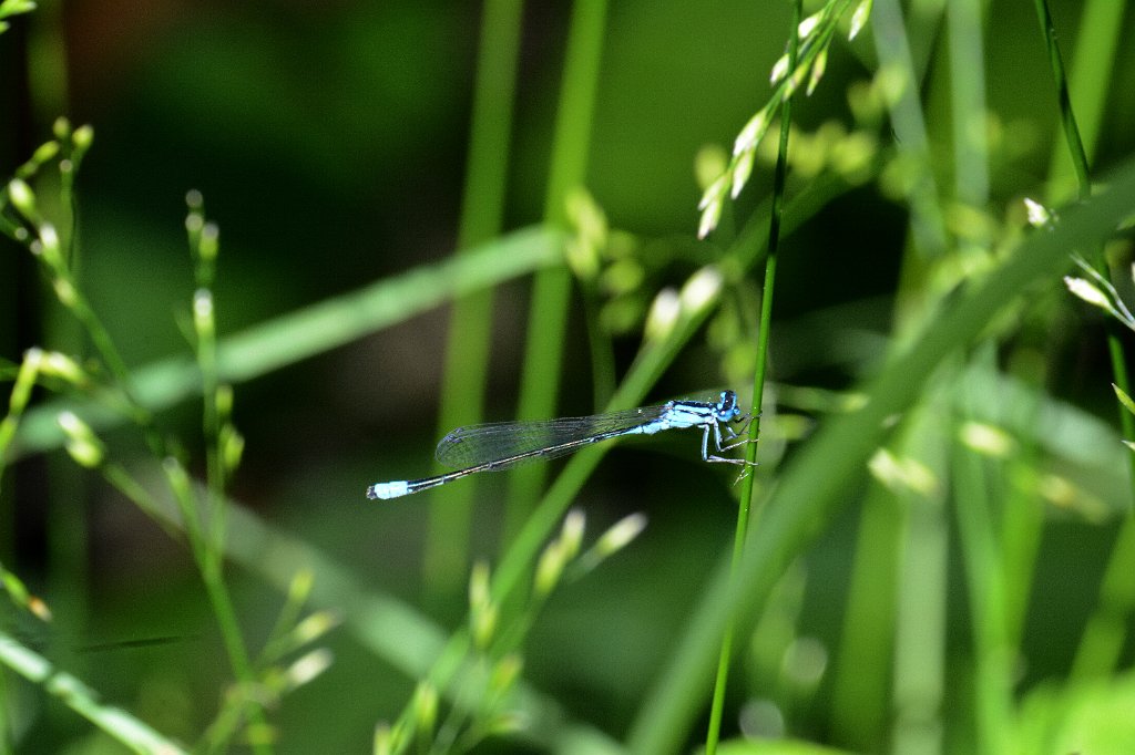 107 2013-06052231 Harvard, MA.JPG - Turquois Bluet Damselfly (Enallagma divagans). Oxbow National Wildlife Refuge, MA, 6-5-2013